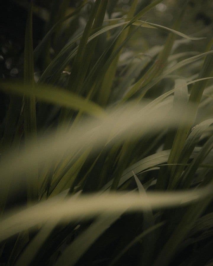 Blades of grass in close-up
