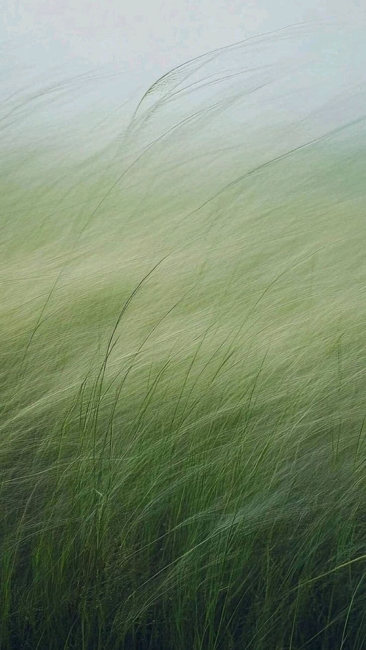 Tall grass moving in the wind